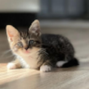 Meet your Posher, Isabella